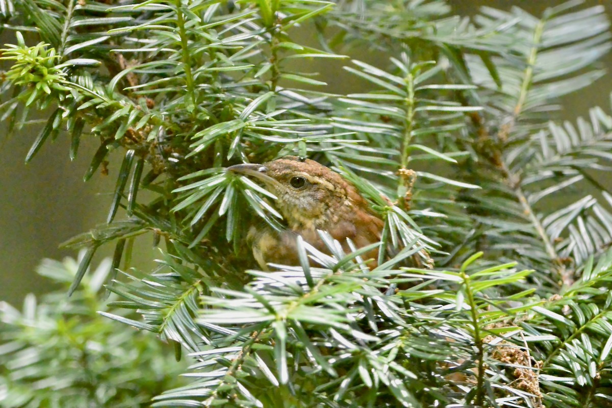 Carolina Wren - ML638324344