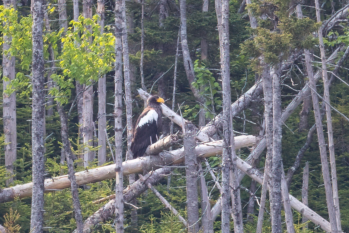 Steller's Sea-Eagle - ML638324349