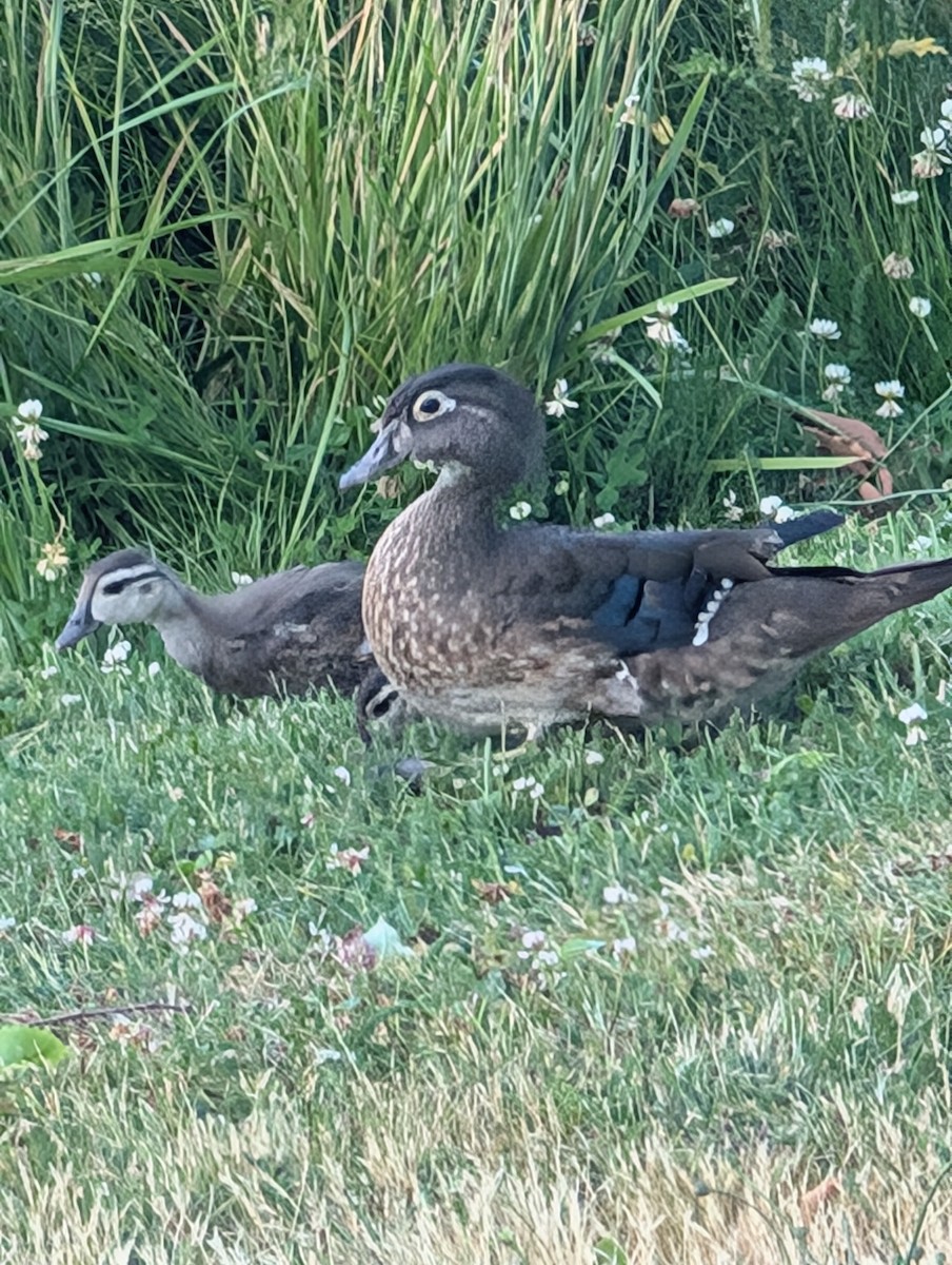 Wood Duck - ML638324351