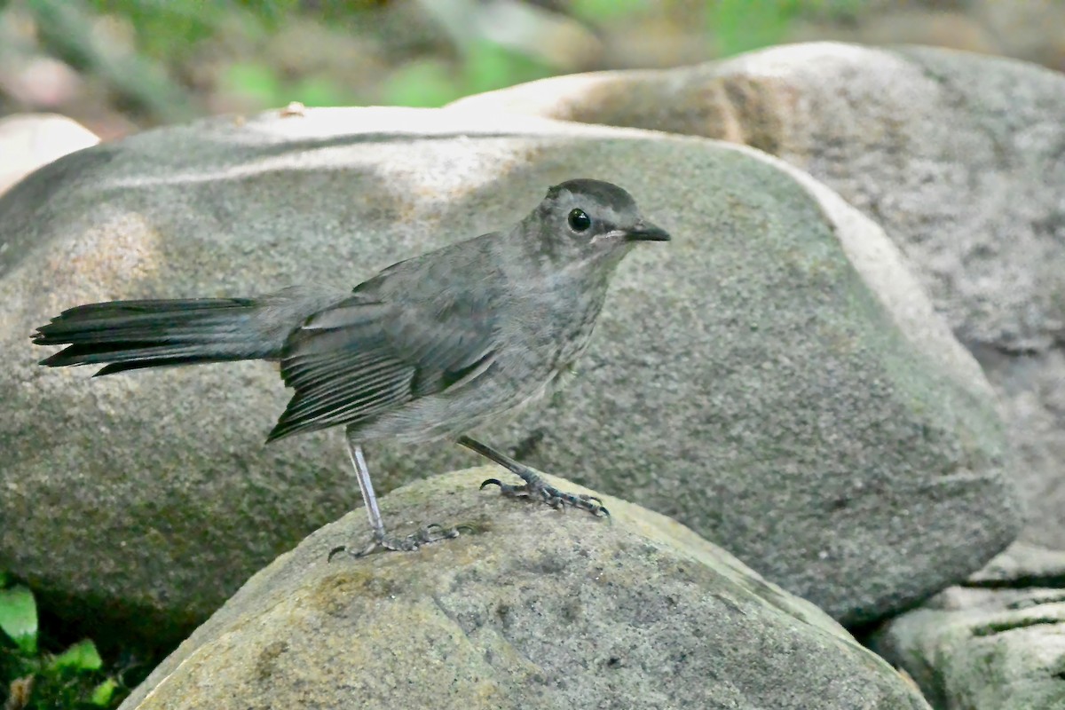 kattespottefugl - ML638324353