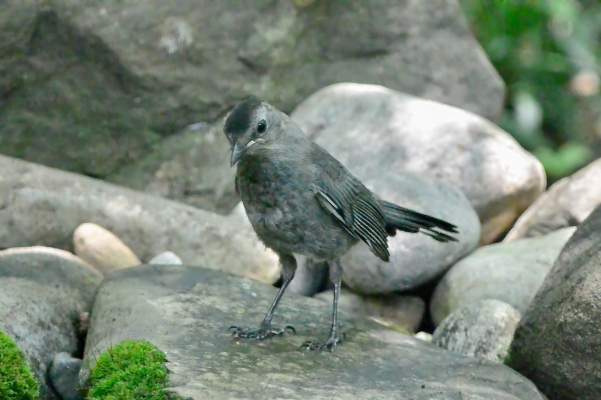 kattespottefugl - ML638324354