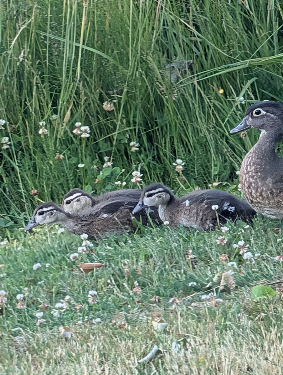 Wood Duck - ML638324355