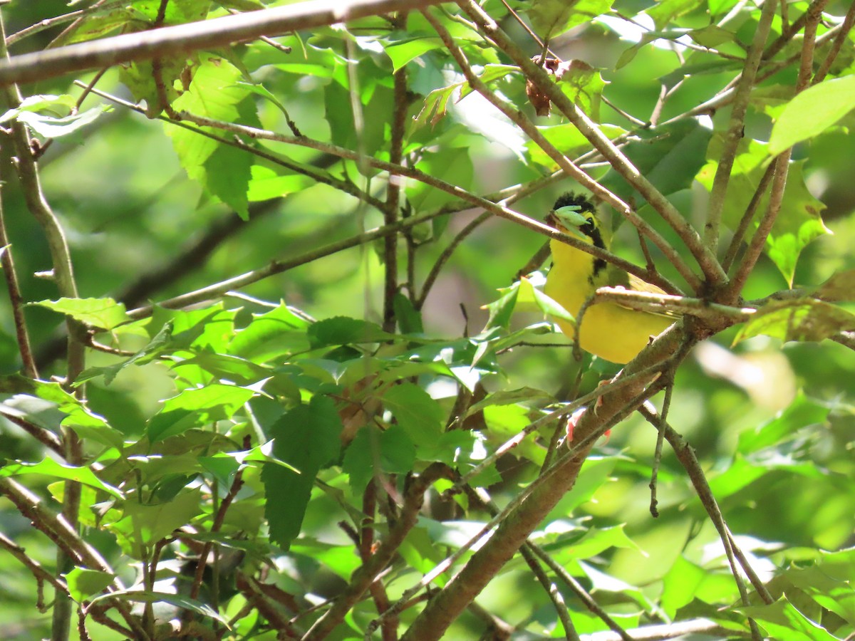 kentuckyparula - ML638324357
