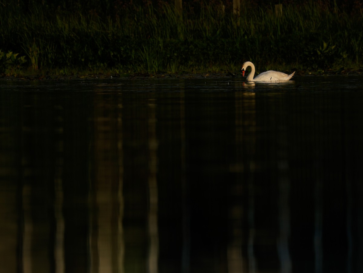 Mute Swan - ML638324358