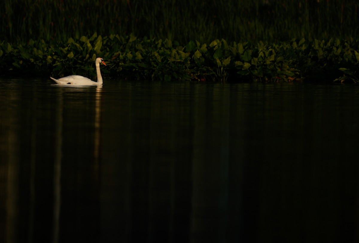 Mute Swan - ML638324359