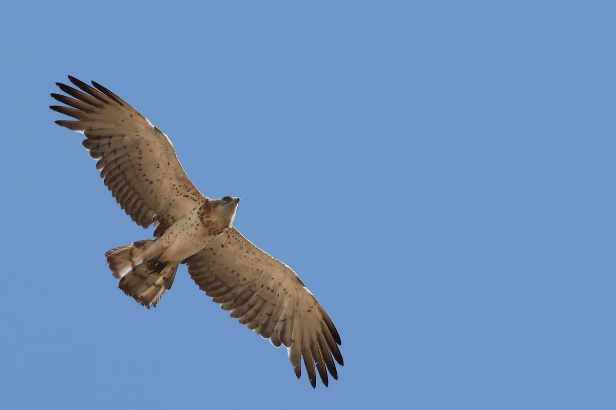 Short-toed Snake-Eagle - ML638324360