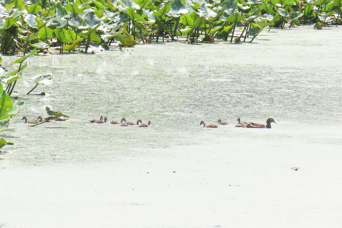 Wood Duck - ML638324373