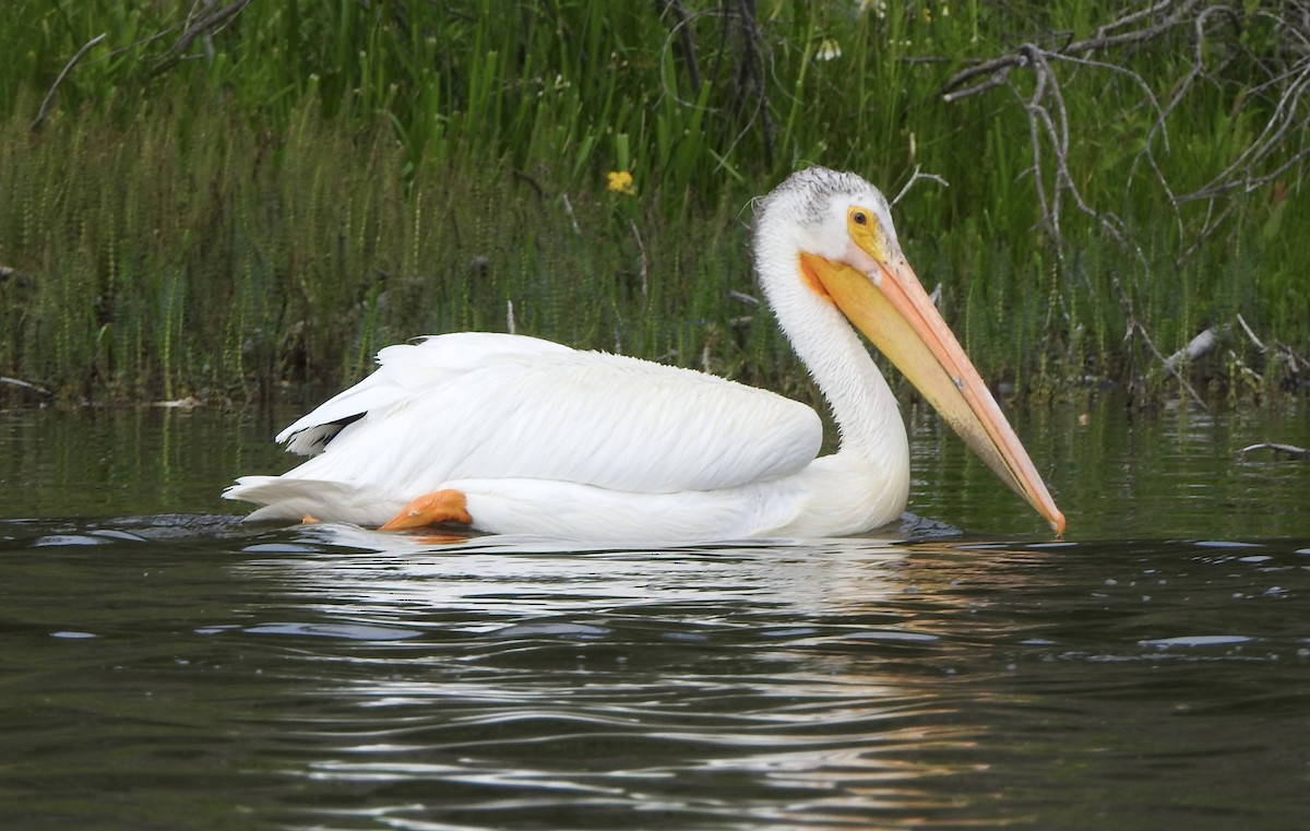 American White Pelican - ML638324381