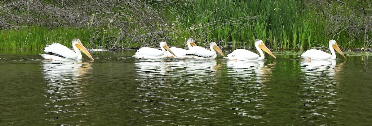 American White Pelican - ML638324382