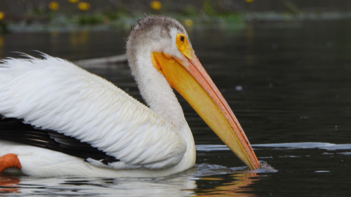 American White Pelican - ML638324383