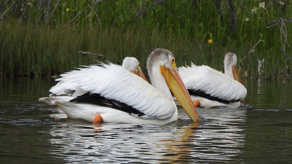 American White Pelican - ML638324384