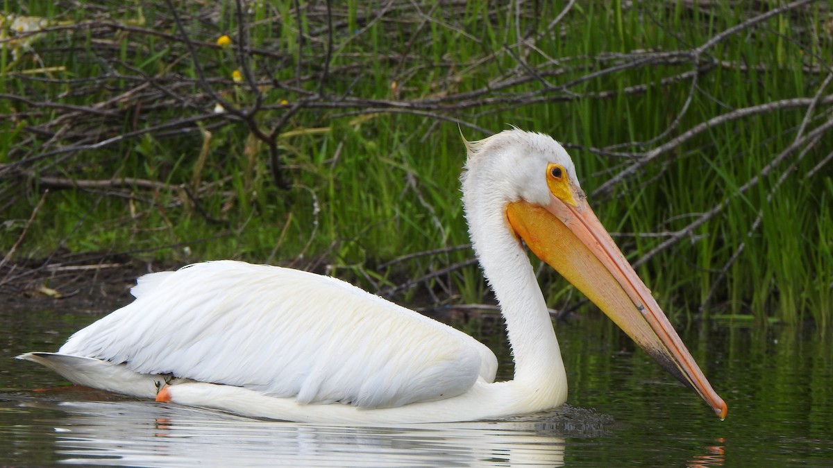 American White Pelican - ML638324385