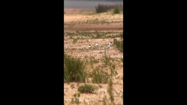 Little Gull - ML638324410