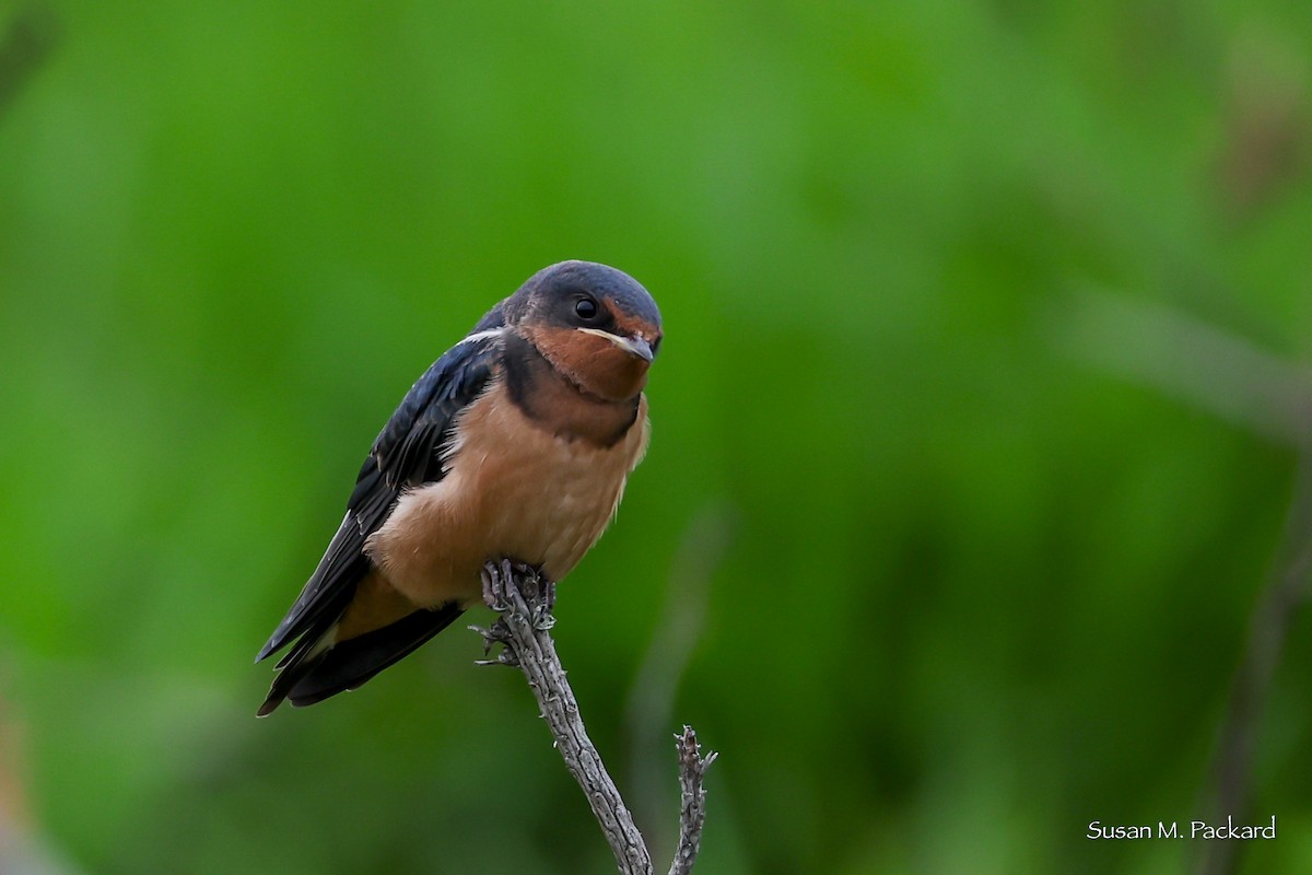 Barn Swallow - ML638324416