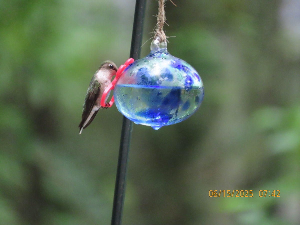 Ruby-throated Hummingbird - ML638324419