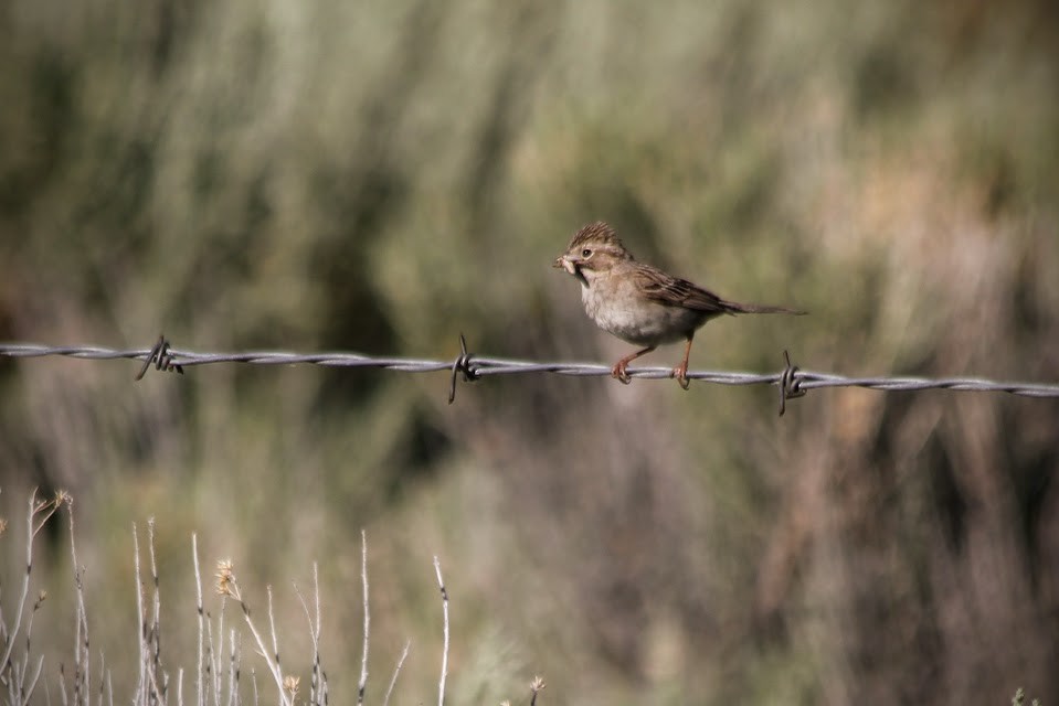 Brewer's Sparrow - ML638324420