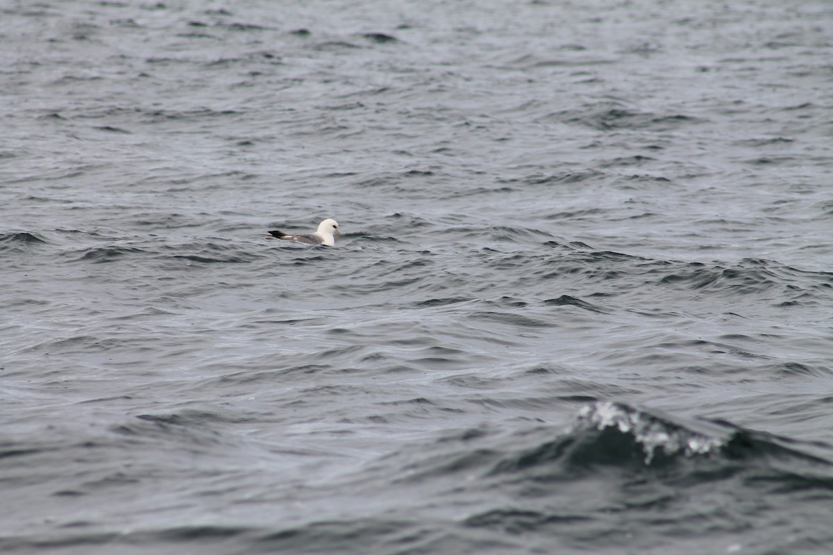 Fulmar Boreal - ML638324429