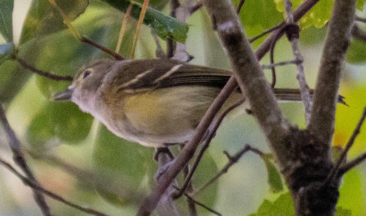 White-eyed Vireo - ML638324448