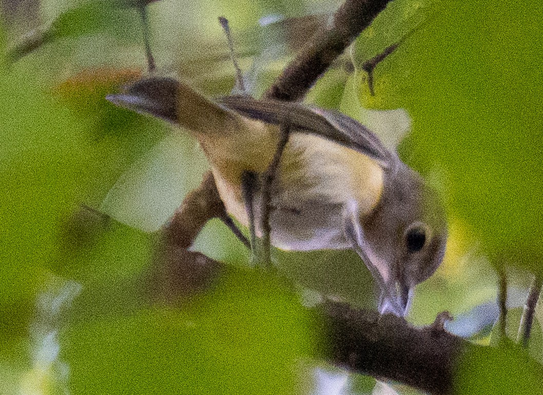 White-eyed Vireo - ML638324454
