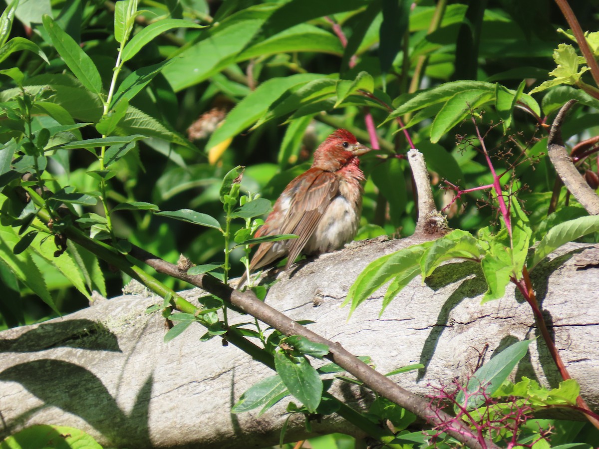 Purple Finch - ML638324462