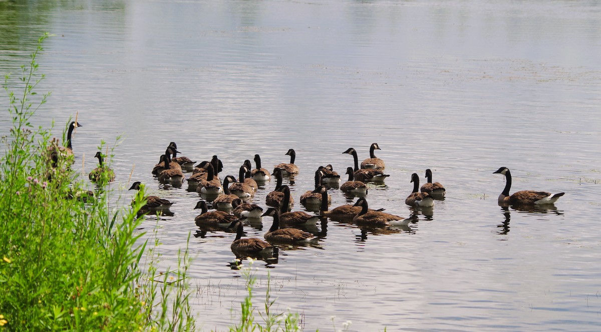 Canada Goose - ML638324464