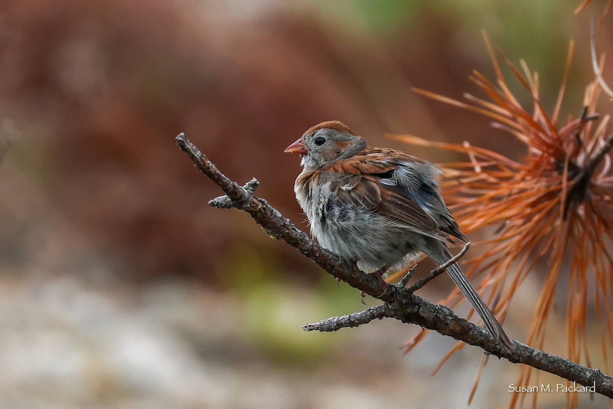 Field Sparrow - ML638324475