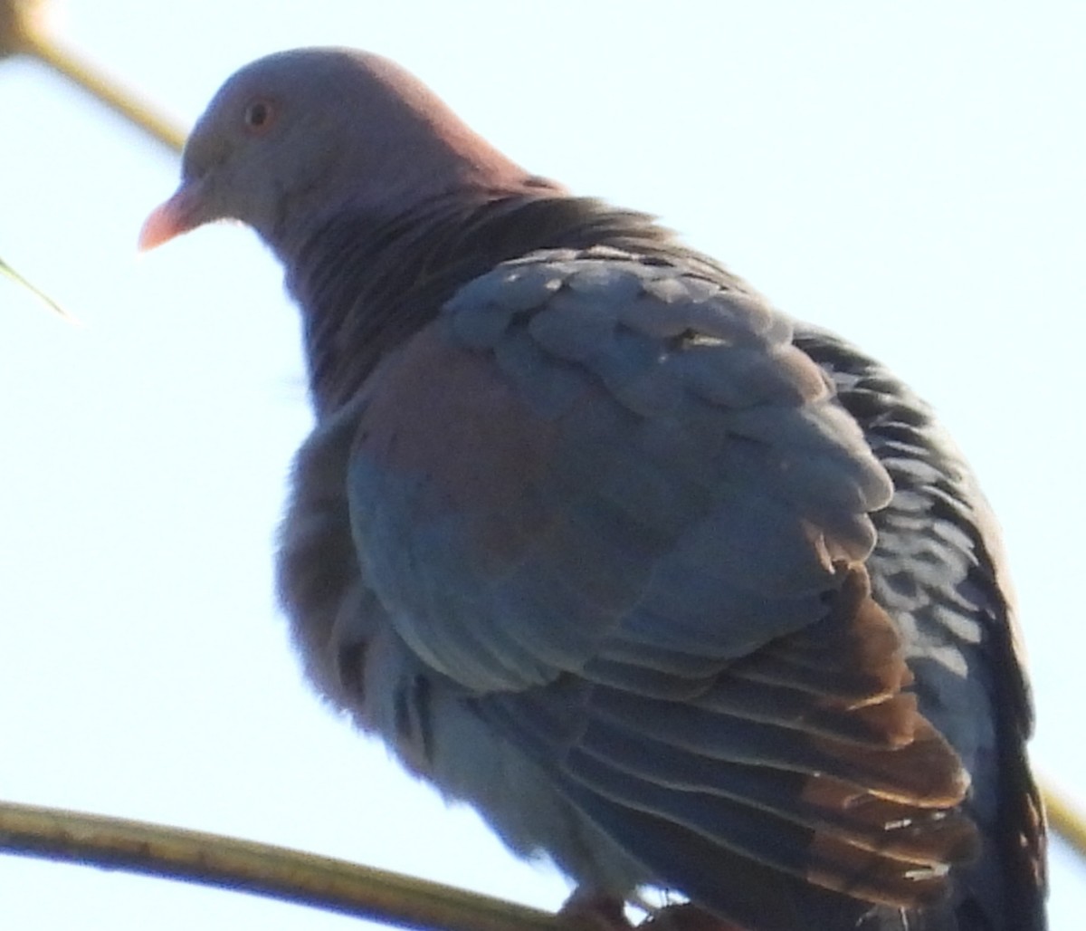 Red-billed Pigeon - ML638324482