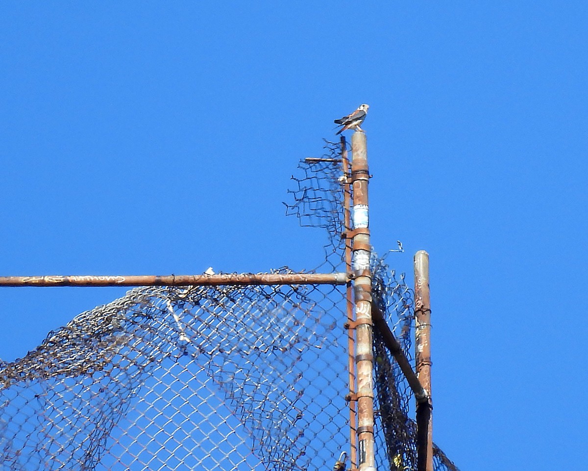 American Kestrel - ML638324483