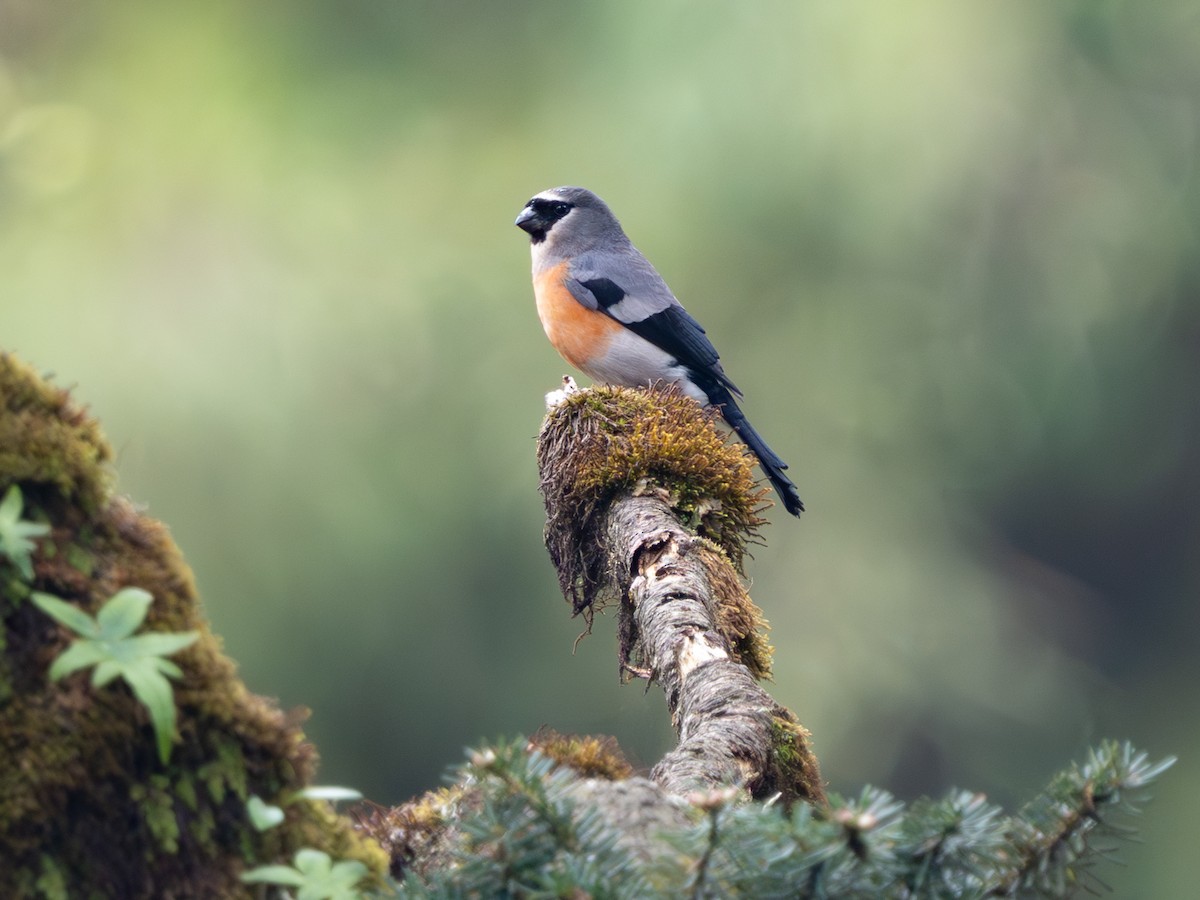 mandarindompap - ML638324485