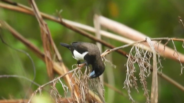 White-rumped Munia - ML638324486