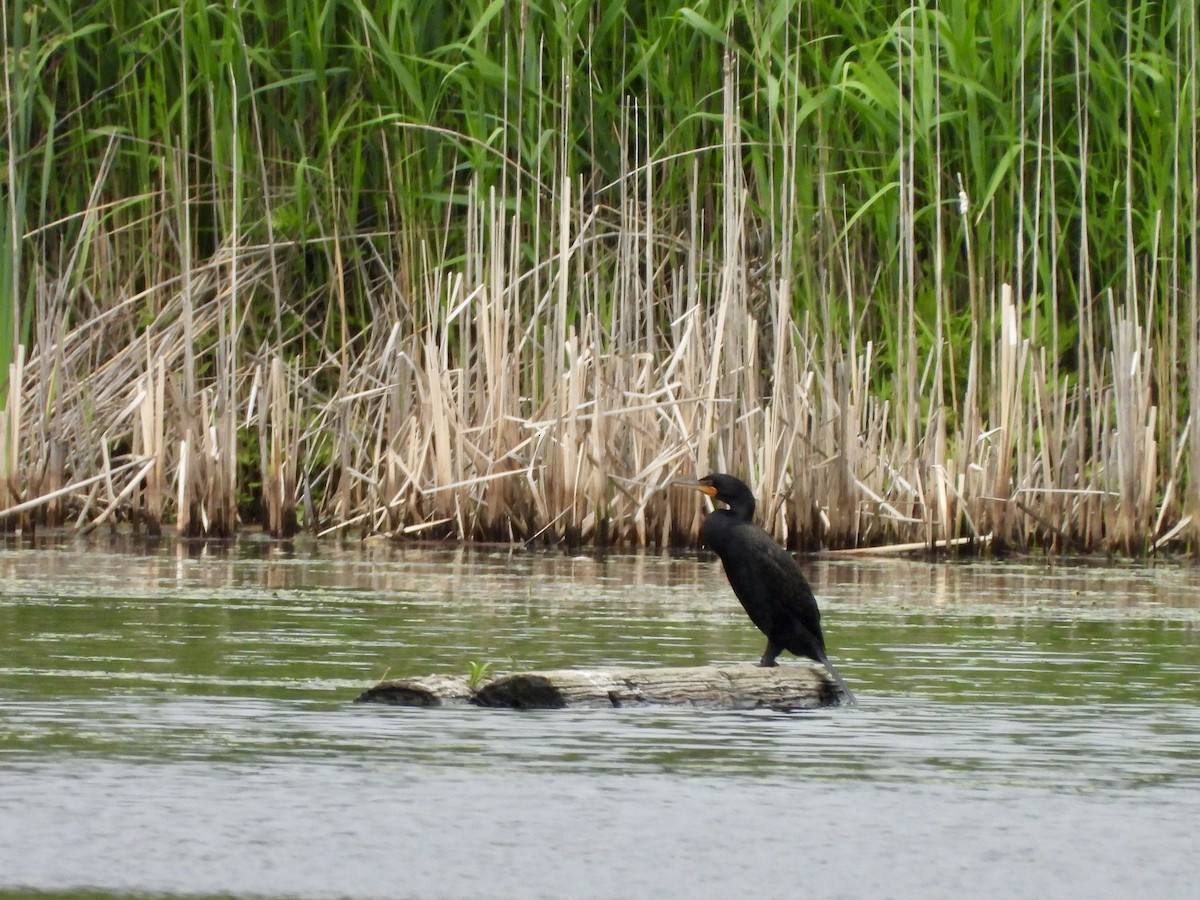Double-crested Cormorant - ML638324488