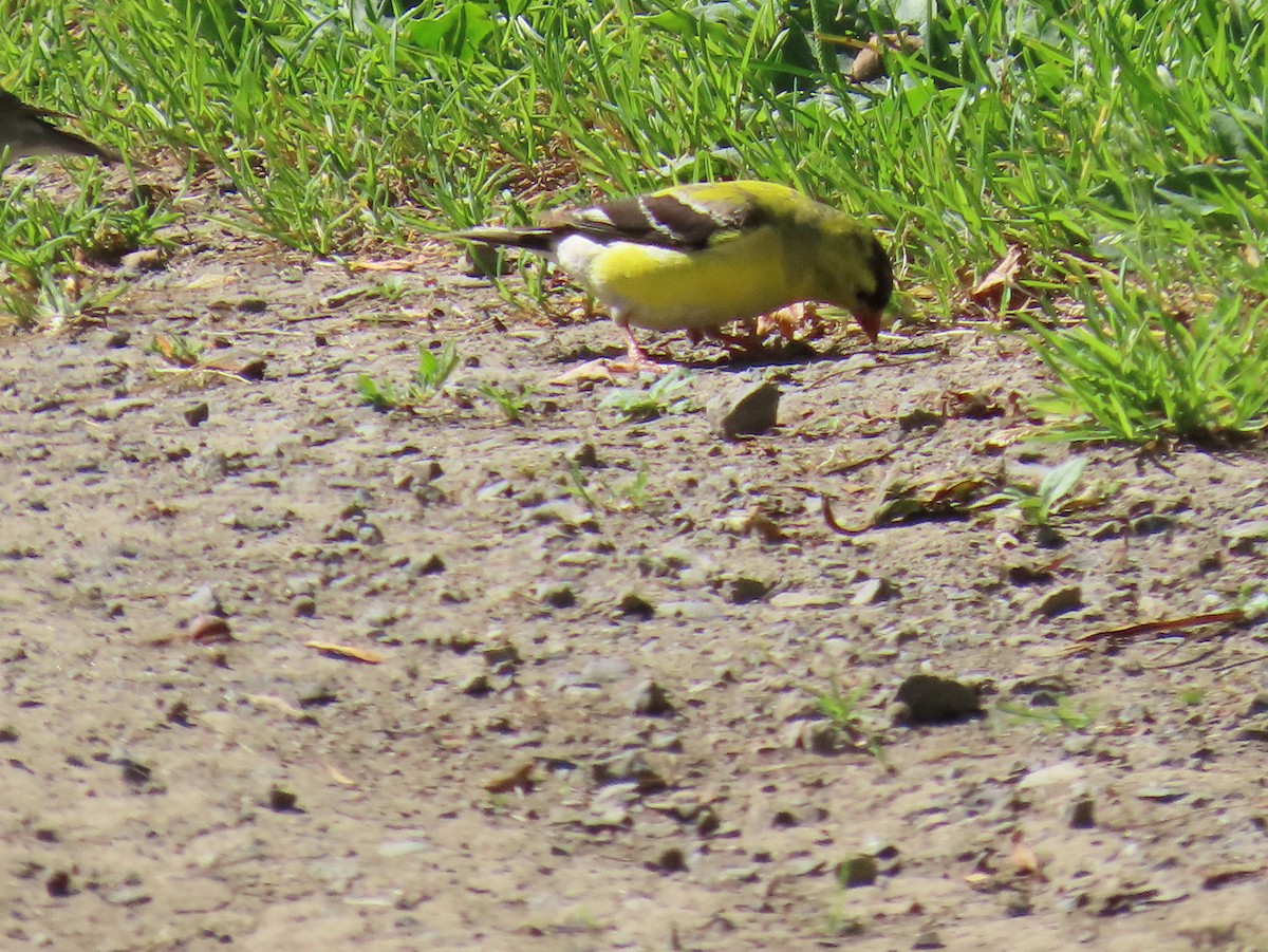 American Goldfinch - ML638324489