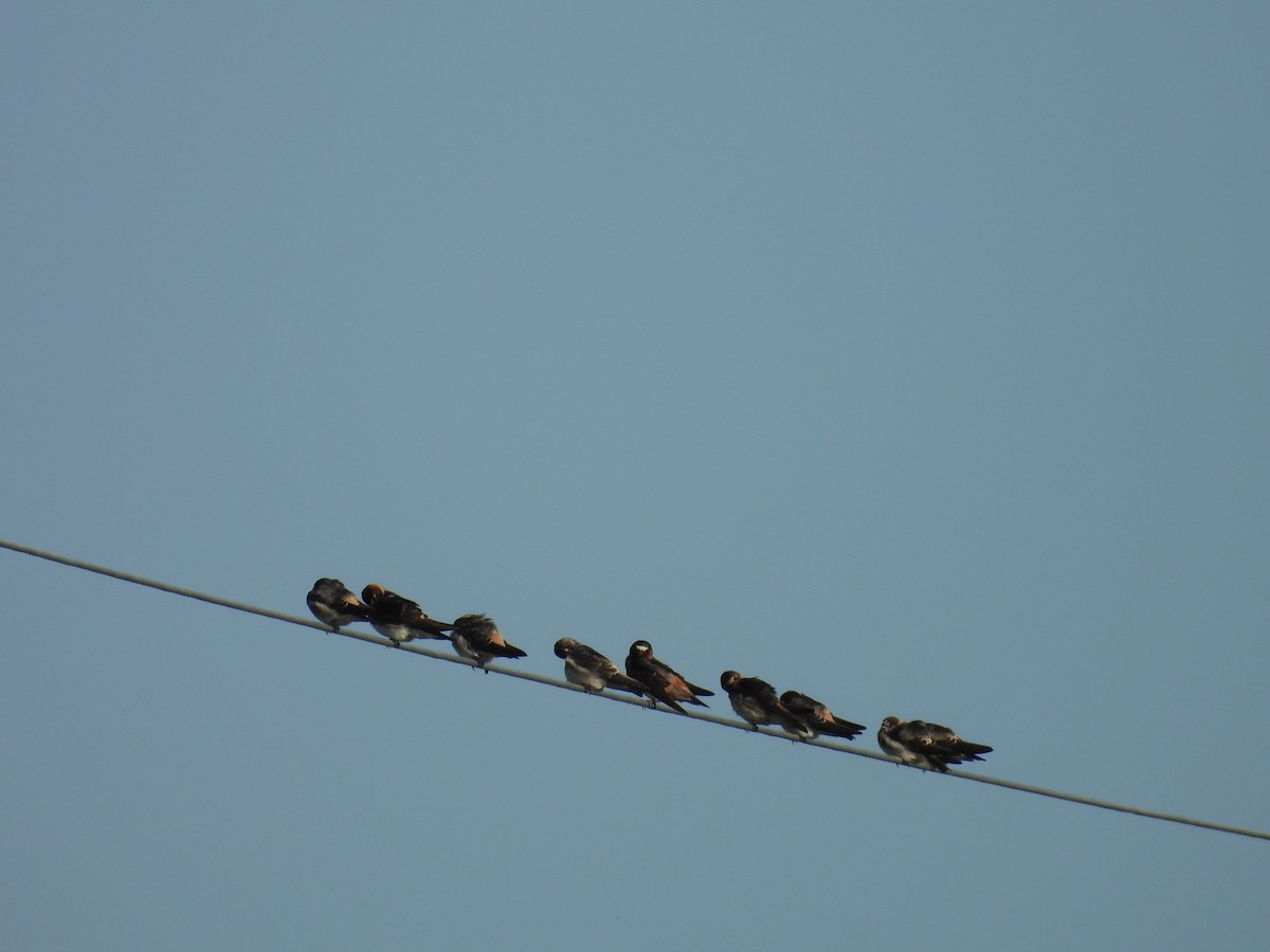 Golondrina Risquera - ML638324493