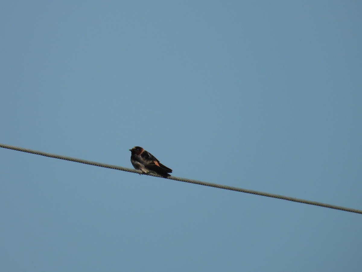 Golondrina Risquera - ML638324495