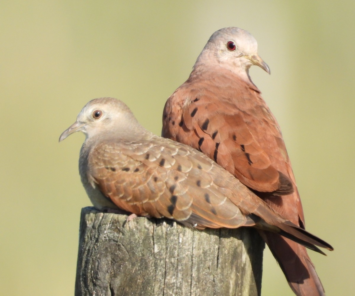 Ruddy Ground Dove - ML638324496