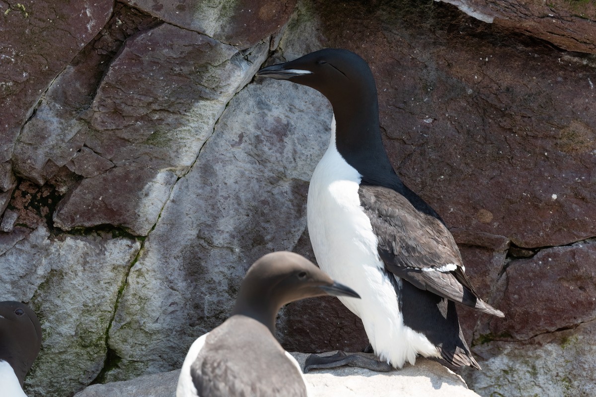 polarlomvi - ML638324497