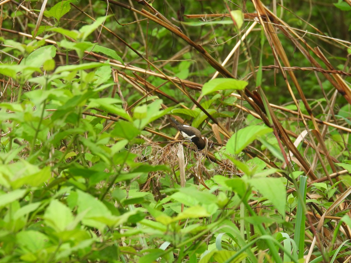White-rumped Munia - ML638324503