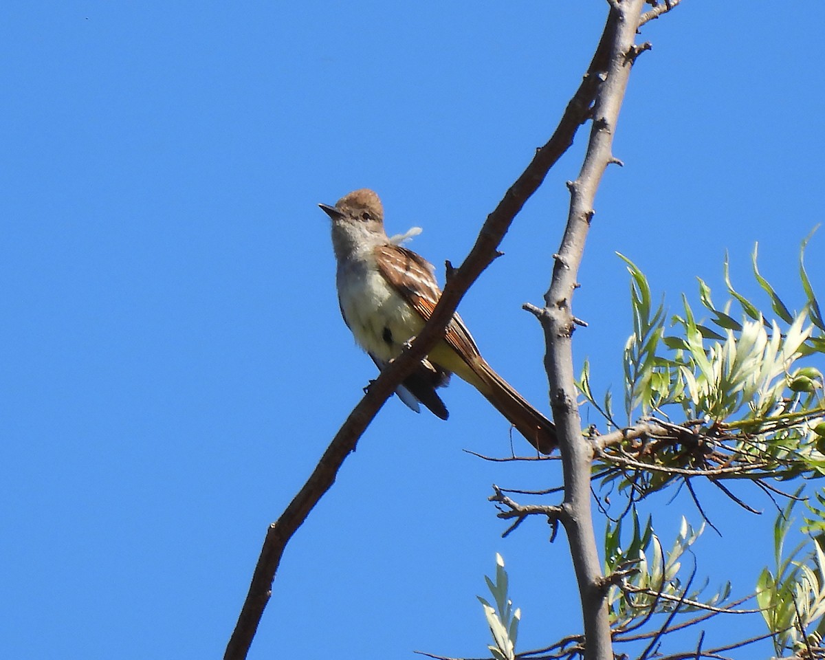 Ash-throated Flycatcher - ML638324509