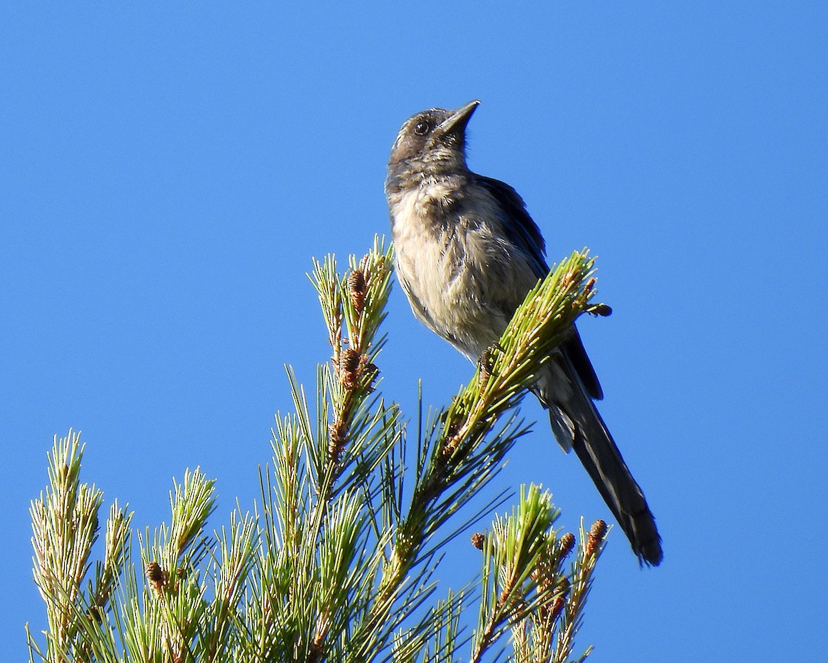 California Scrub-Jay - ML638324511