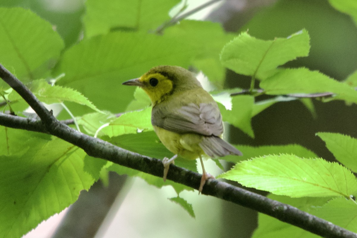 hetteparula - ML638324512