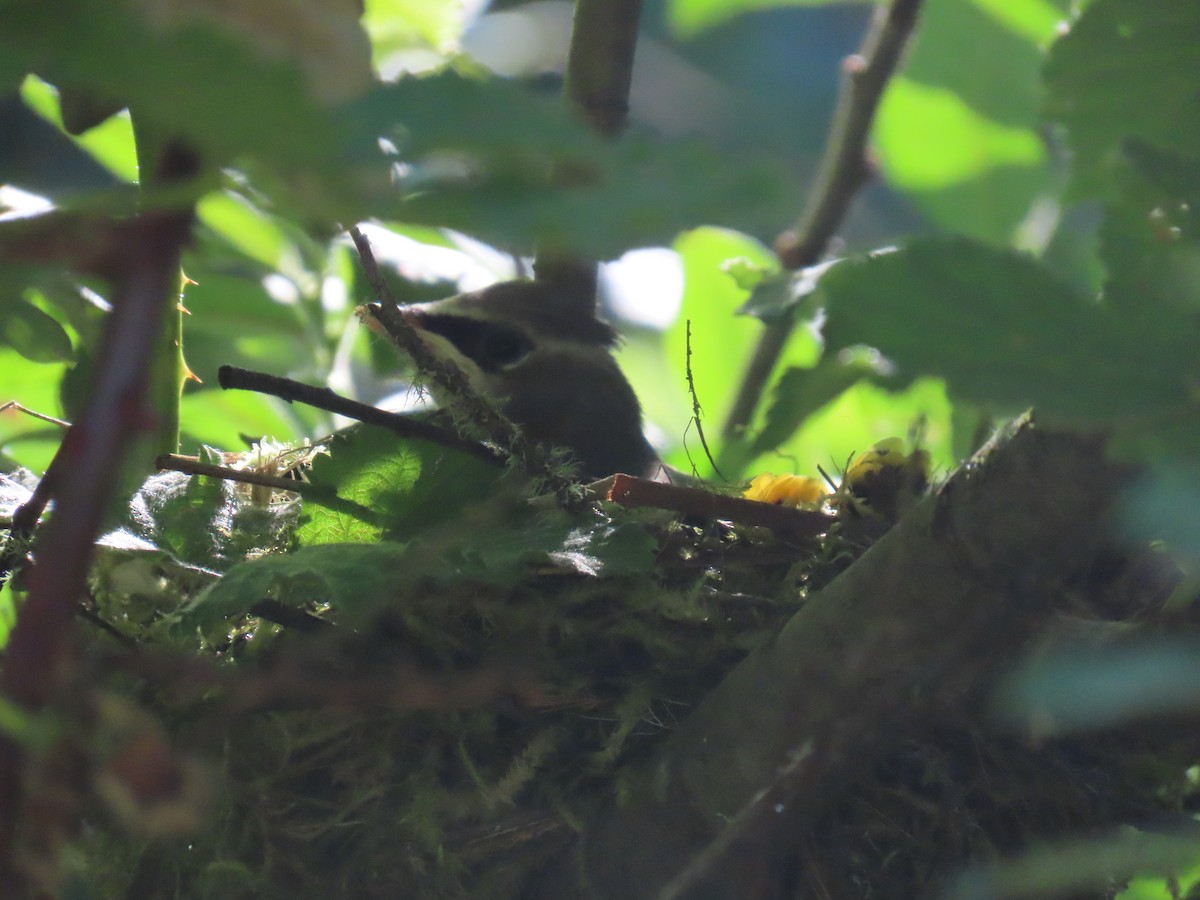 Cedar Waxwing - ML638324514