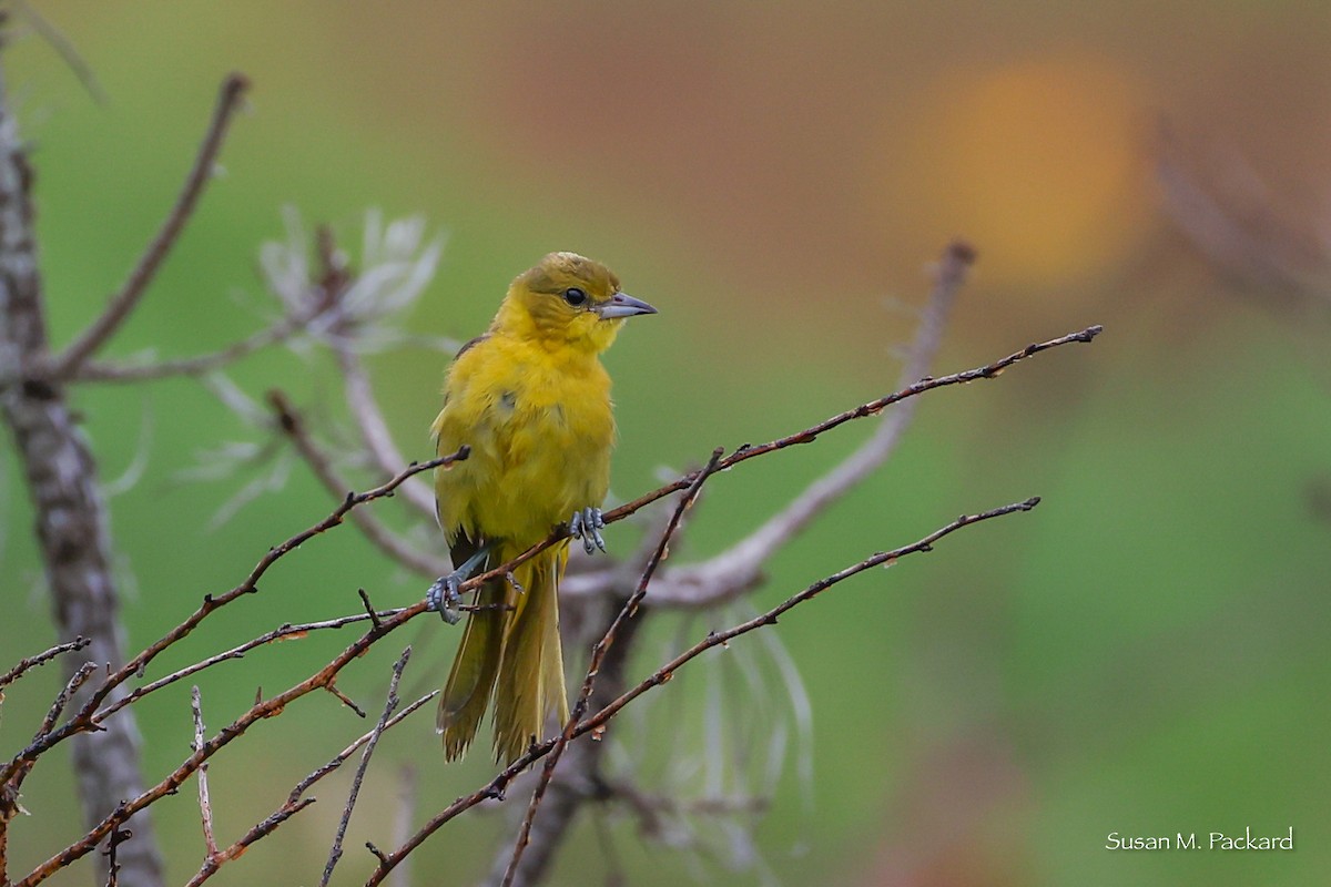 Orchard Oriole - ML638324516