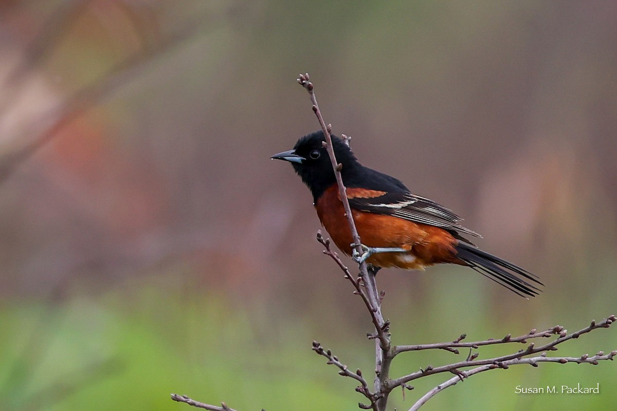 Orchard Oriole - ML638324517