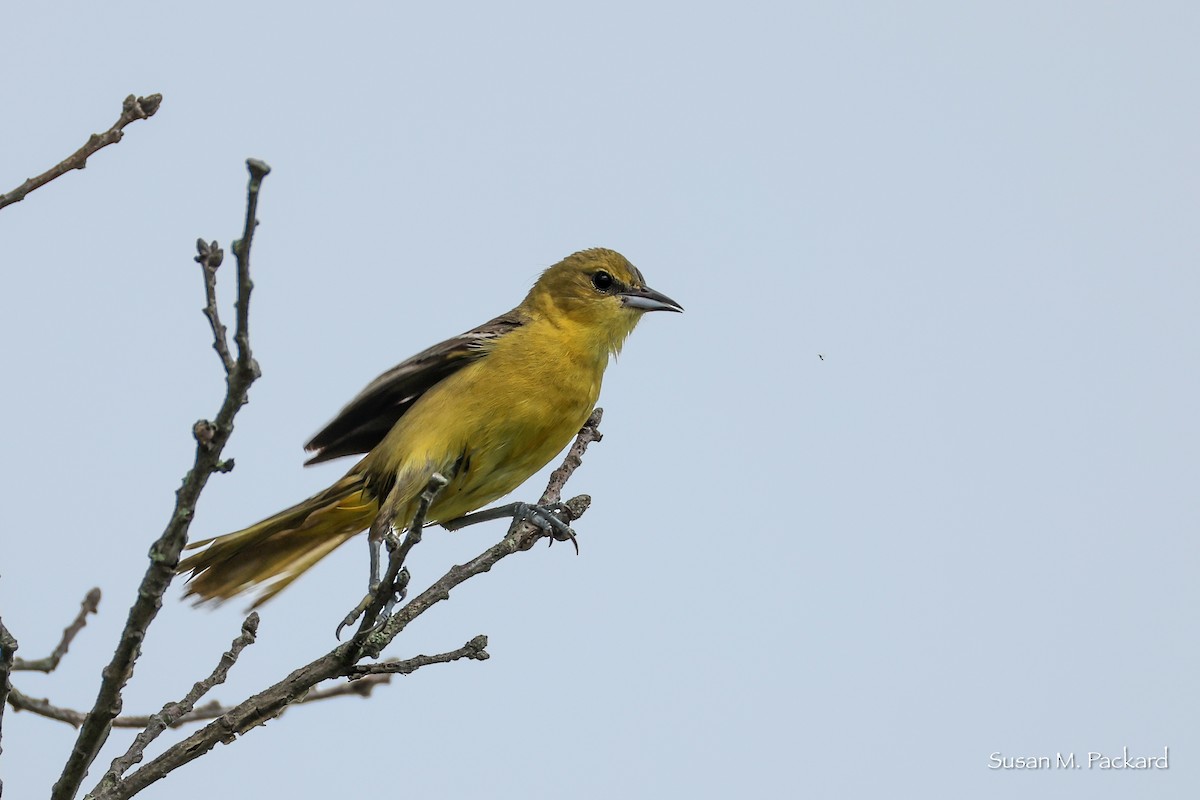Orchard Oriole - ML638324518