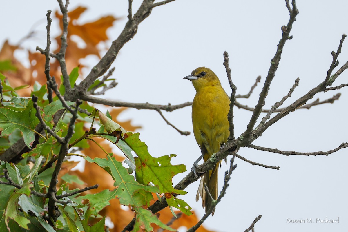 Orchard Oriole - ML638324519