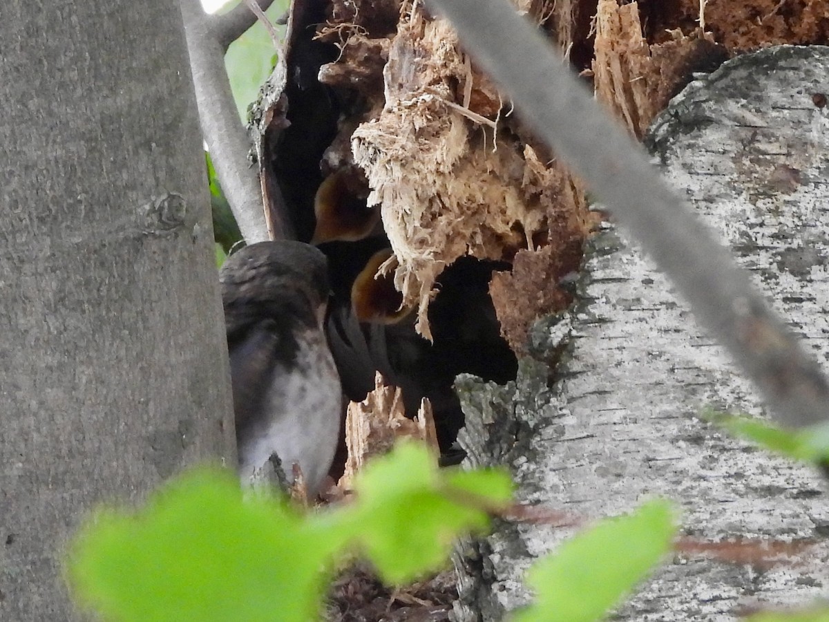 Tree Swallow - ML638324520