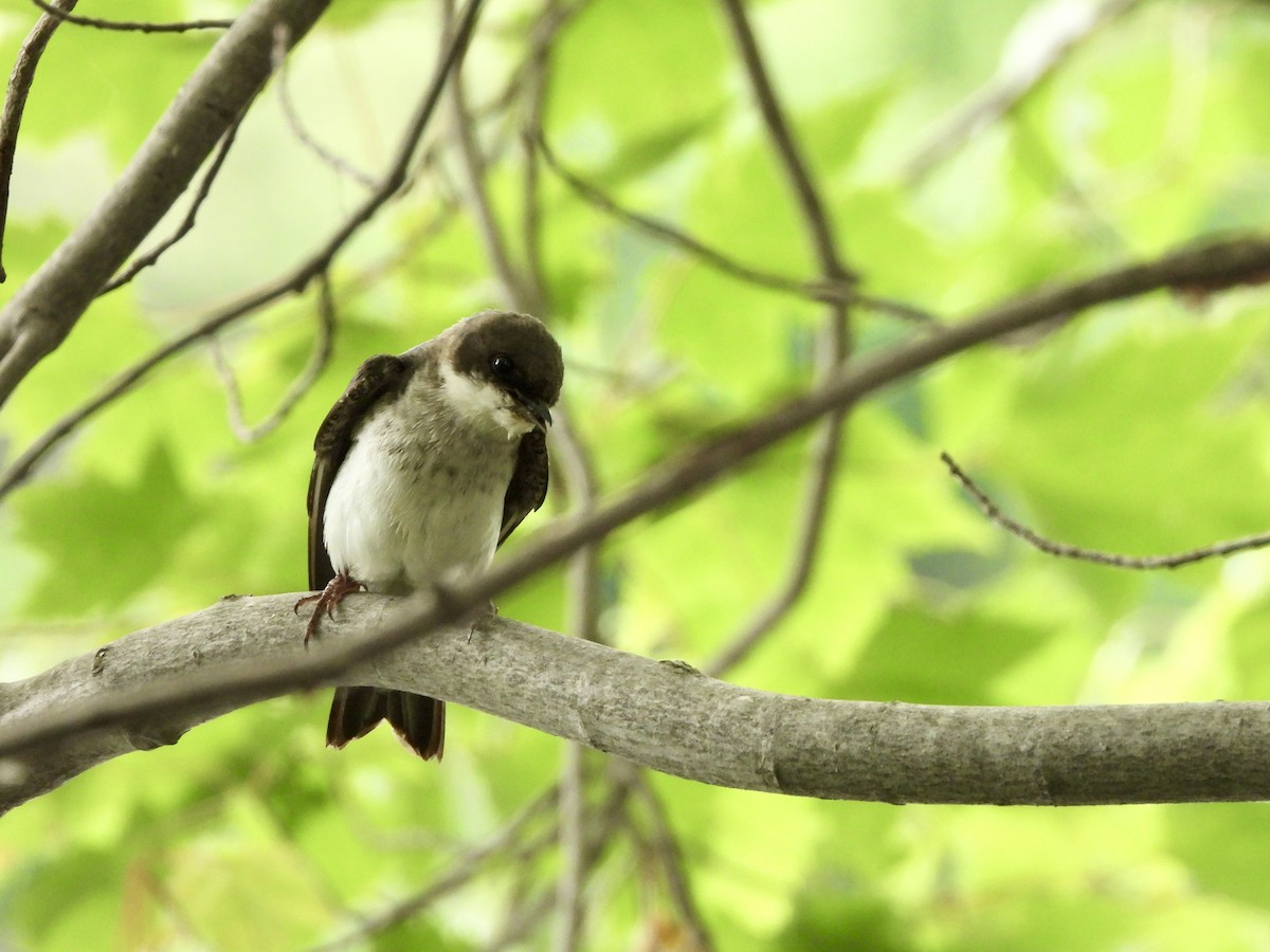 Tree Swallow - ML638324521