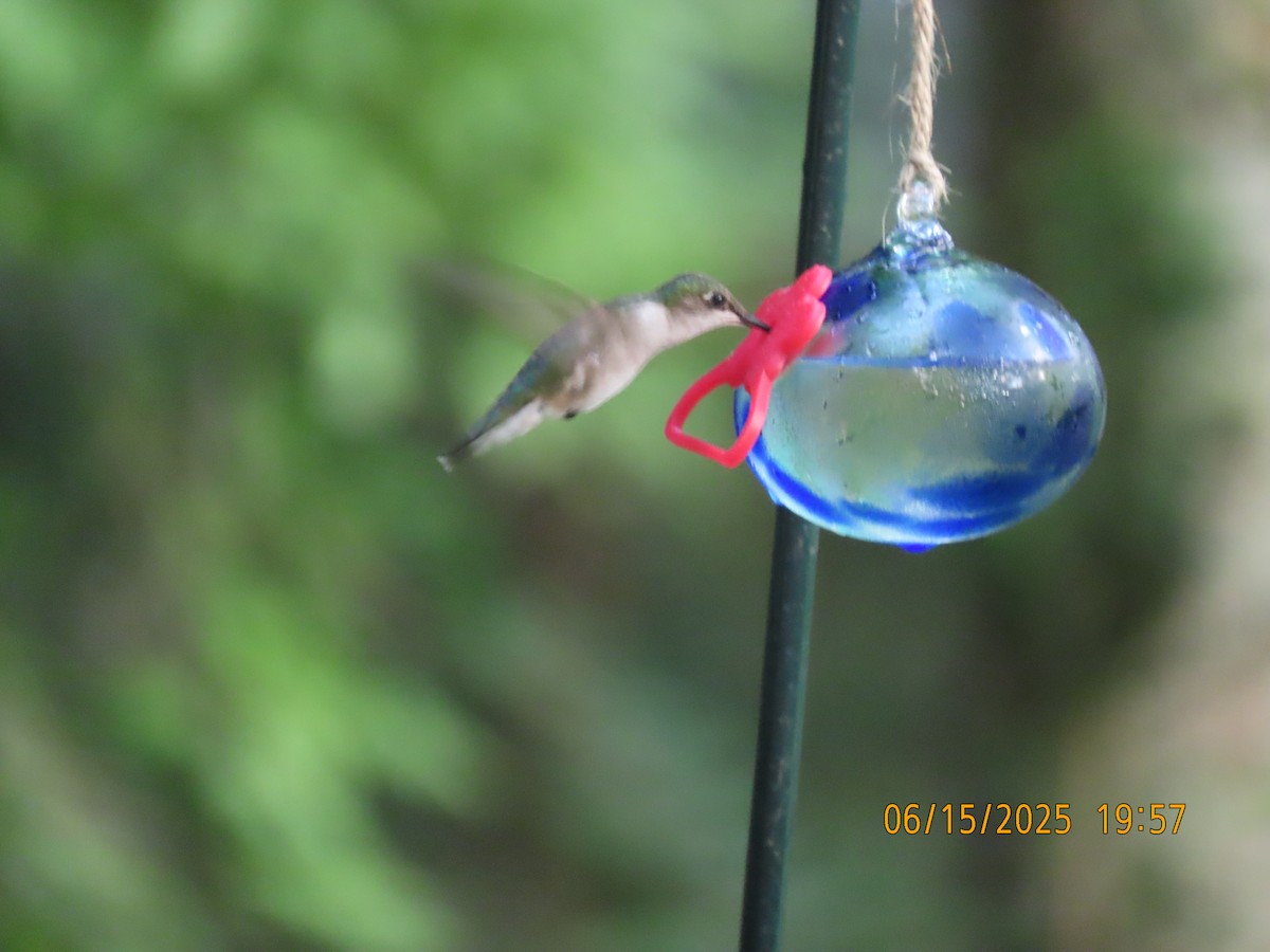Ruby-throated Hummingbird - ML638324528