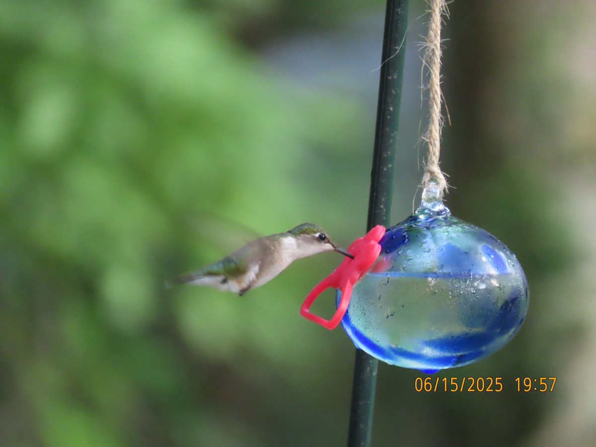 Ruby-throated Hummingbird - ML638324529
