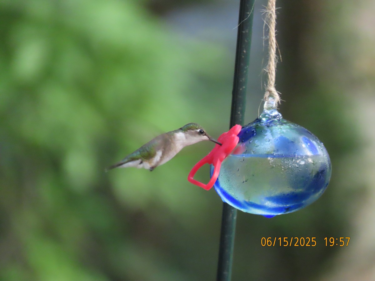 Ruby-throated Hummingbird - ML638324530
